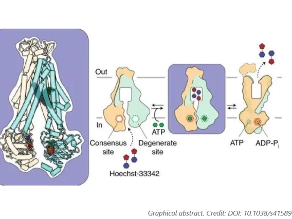 Photo of the inner workings of a two-stage "molecular motor" in the cell membrane that enables bacteria to become resistant to drugs.