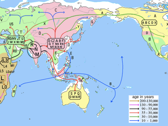 Mt-DNA Migration Map