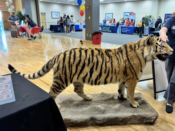 tiger at the meet your major fair