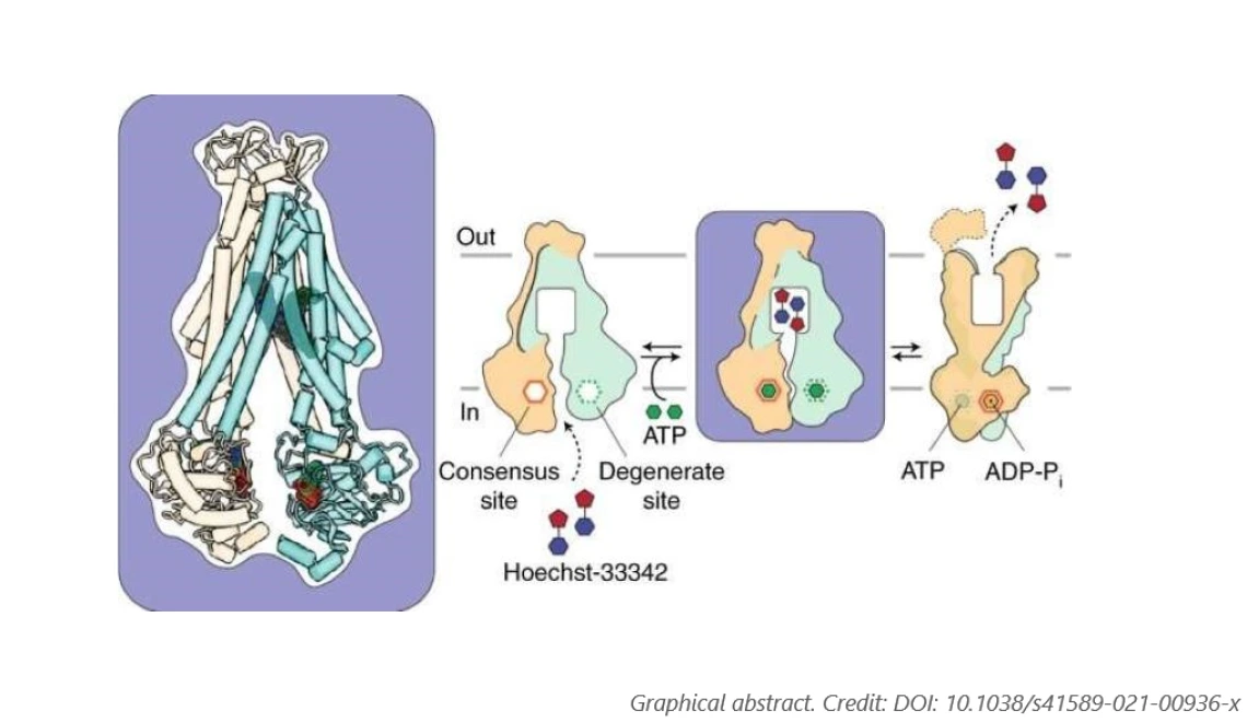 Photo of the inner workings of a two-stage "molecular motor" in the cell membrane that enables bacteria to become resistant to drugs.