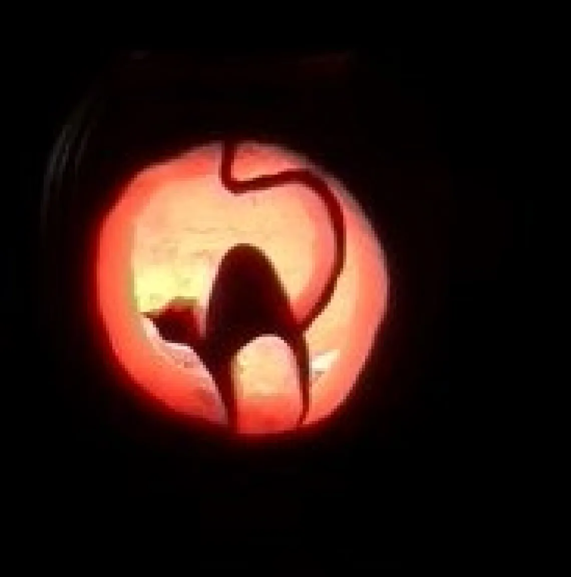 Pumpkin cat - Katrina Miranda