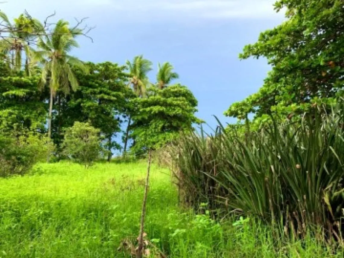 Picture of greenery