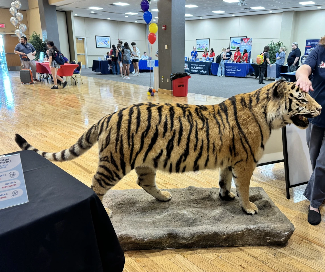 tiger at the meet your major fair