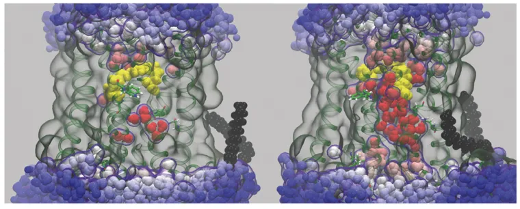 Image of Molecular dynamics (MD) simulation showing an Influx of bulk water