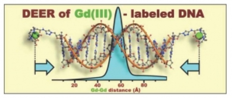 DEER of GDE labeled DNA