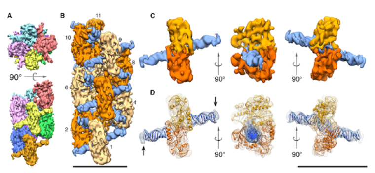 Single particle reconstruction of SgrAI/DNA polymer using cryo-electron microscopy