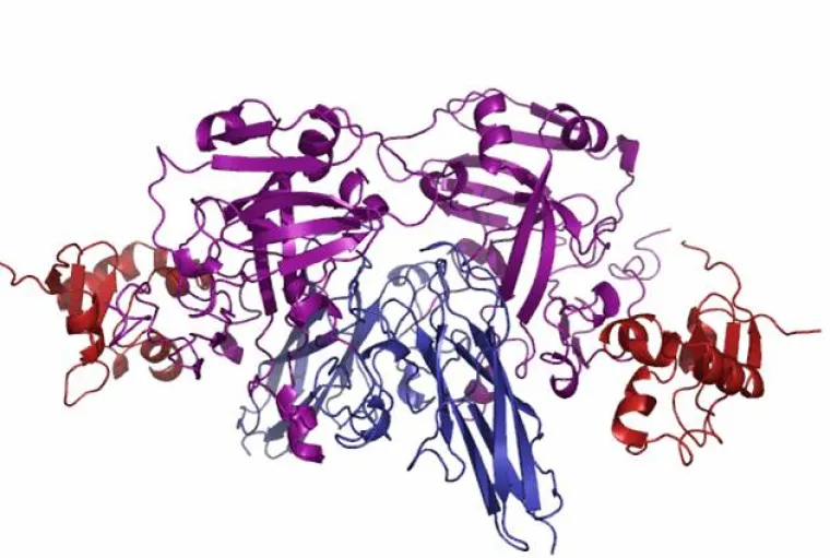 Chicken sulfite oxidase