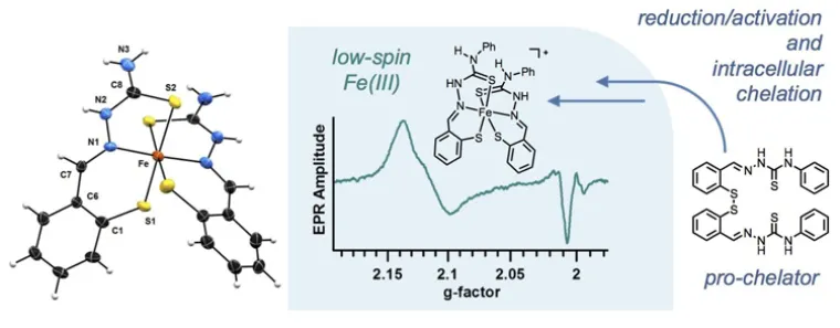 glucose transporters