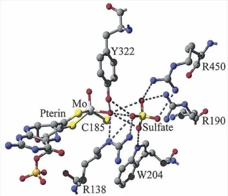 Sulfite Oxidase Active Site