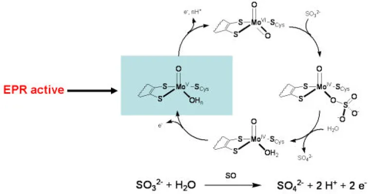 Sulfite Oxidase Proposed Mechanism