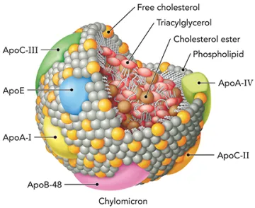 Chylomicron