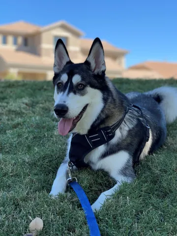 Rocky smiling