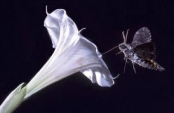 Moth.datura.flower