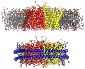 Membrane protein AmtB modeled in a POPC membrane (top) and a Nanodisc (bottom)