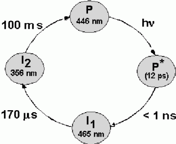 Tollin cycle diagram